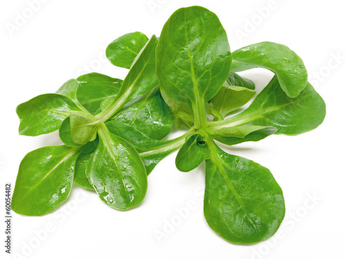 Photo: Feldsalat Feldsalat