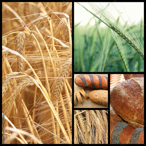 Photo: Wheat and bread Wheat and bread