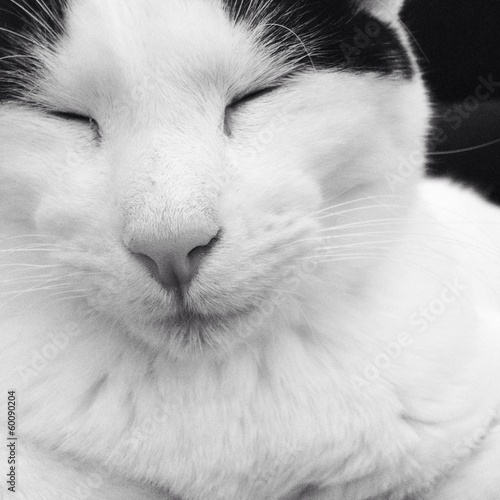 Instant Collection: the cat the cat