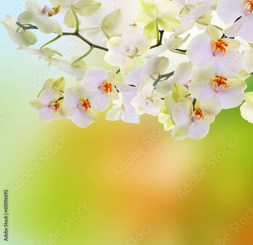 Photo: Japanese flower Orchid. Beauty flora Card Japanese flower Orchid. Beauty flora Card