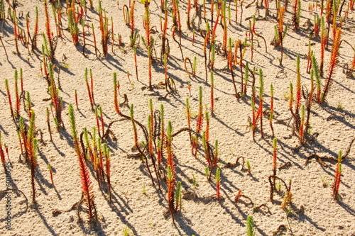Photo: Desert vegetation Desert vegetation