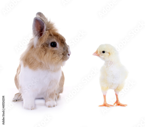 Photo: Hase und Küken Hase und Küken
