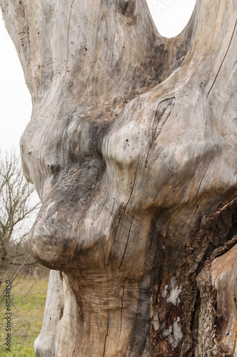 Photo: big tree stump wood without bark big tree stump wood without bark