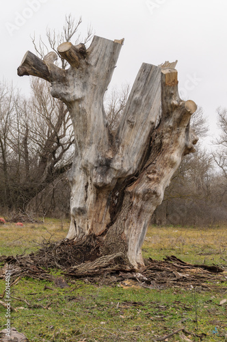 Photo: big tree stump wood without bark big tree stump wood without bark