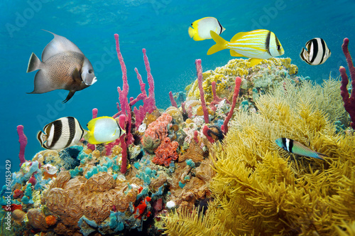  Colored underwater marine life in a coral reef