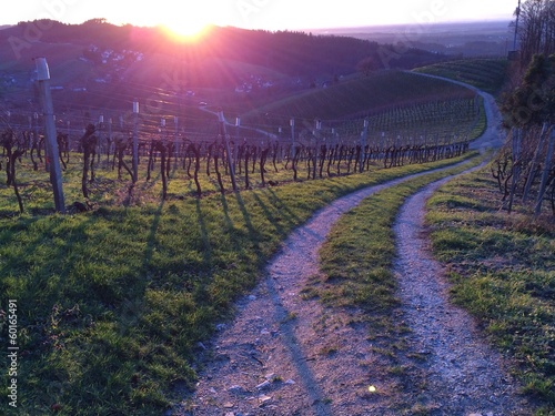 Instant Collection: Weg im Weinberg Weg im Weinberg