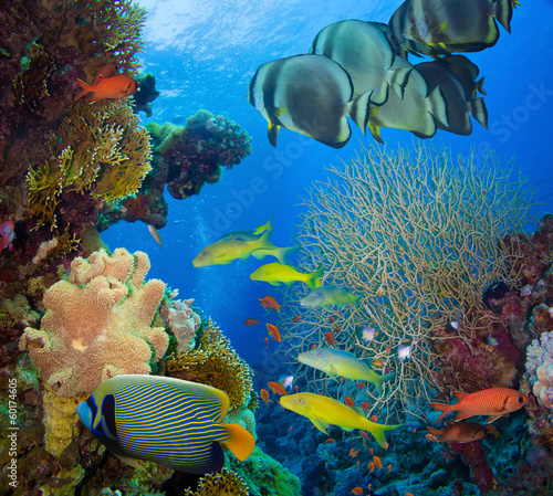 Photo: Coral and fish Coral and fish