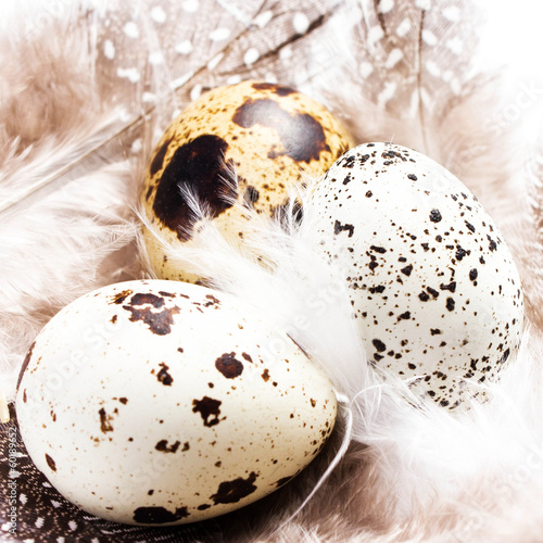 Photo: Group of Raw Quail Eggs with feathers macro. HQ photo of quail e Group of Raw Quail Eggs with feathers macro. HQ photo of quail e
