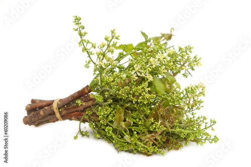 Photo: Neem leaves-Azadirachta indica, Margosa, Quinine (Azadirachta in Neem leaves-Azadirachta indica, Margosa, Quinine (Azadirachta in