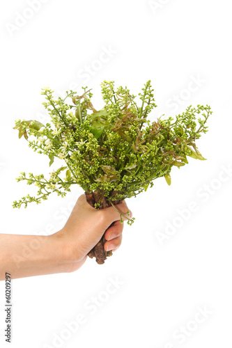 Photo: Neem leaves-Azadirachta indica, Margosa, Quinine (Azadirachta in Neem leaves-Azadirachta indica, Margosa, Quinine (Azadirachta in