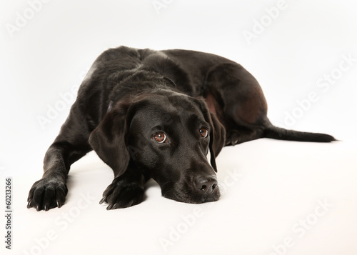 Photo: Sad labrador Sad labrador