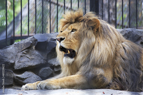 Photo: Beautiful lion with open mouth in the aviary. Beautiful lion with open mouth in the aviary.