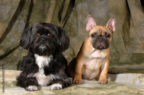 Photo: two dogs two dogs