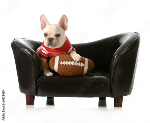 Photo: sports hound sports hound