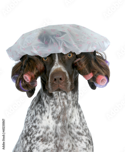 Photo: dog grooming dog grooming