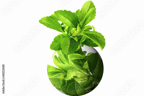 Photo: stevia herb with go green globe logo in white background stevia herb with go green globe logo in white background