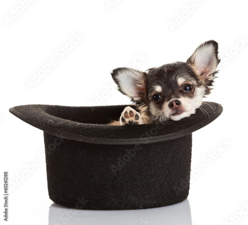 Photo: Chihuahua puppy sitting in top hat. Chihuahua puppy sitting in top hat.