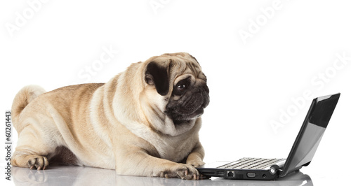 Photo: Pug Dog with laptop. Pug Dog with laptop.