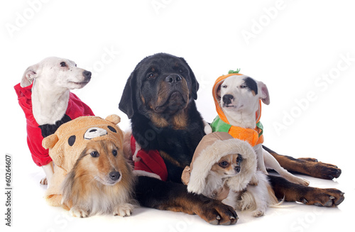 Photo: dressed dogs dressed dogs
