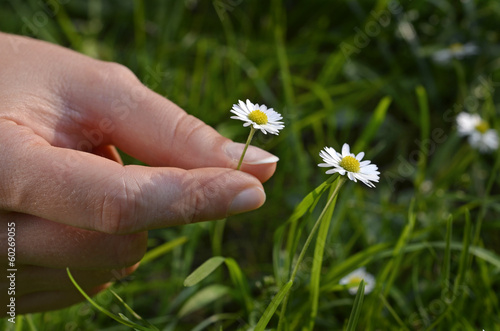 Photo: hand picking daisy hand picking daisy