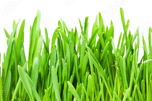 Photo: Green grass Green grass
