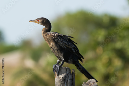 Photo: Long-Tailed Cormorant (Phalacrocorax africanus) Long-Tailed Cormorant (Phalacrocorax africanus)