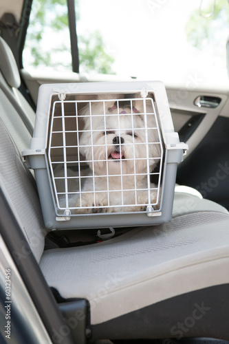 Photo: Dog safe in the car Dog safe in the car