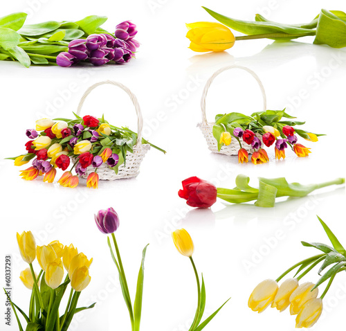 Photo: Colorful fresh spring tulips flowers. set of tulips isolated on Colorful fresh spring tulips flowers. set of tulips isolated on