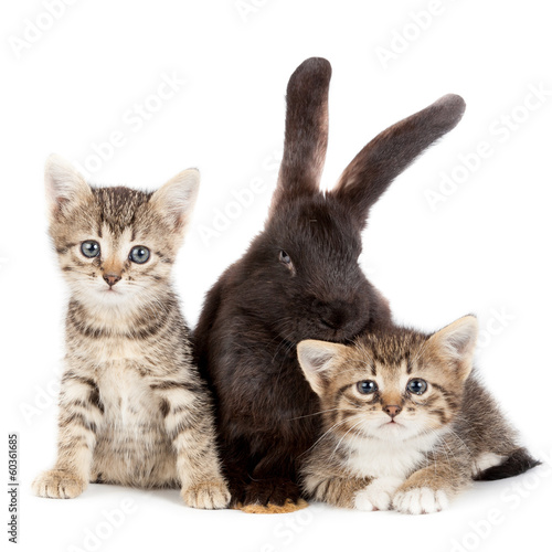Photo: Kitten and Rabbit Kitten and Rabbit