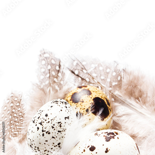 Photo: Group of Raw Quail Eggs with feathers macro. HQ photo of quail e Group of Raw Quail Eggs with feathers macro. HQ photo of quail e