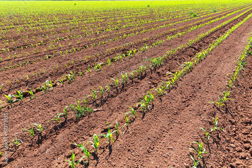 Photo: Corn fields sprouts in rows in California agriculture Corn fields sprouts in rows in California agriculture