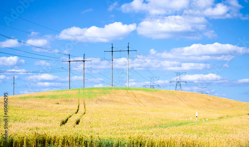 Photo: Ears against the blue sky. Ears against the blue sky.