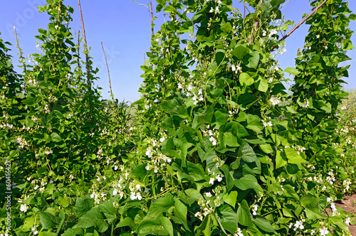 Photo: Young stalks of a string bean on poles Young stalks of a string bean on poles