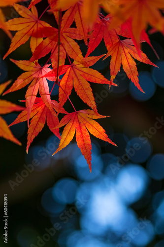 Photo: 紅葉 紅葉