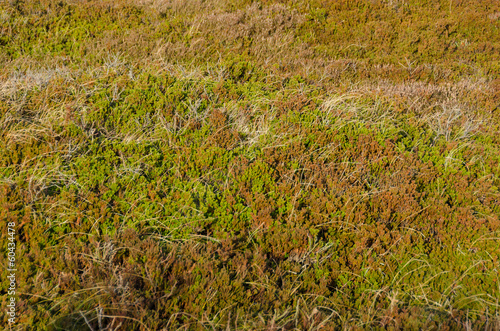 Photo: Empetrum or crowberry Empetrum or crowberry