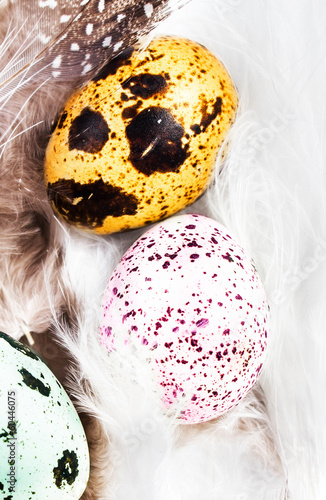 Photo: Colored Quail Eggs with white feathers macro. HQ photo of quail Colored Quail Eggs with white feathers macro. HQ photo of quail