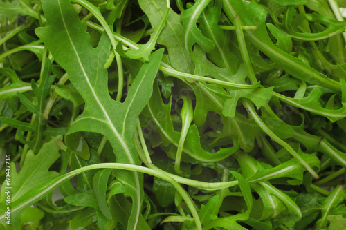 Photo: Green ruccola salad heap Green ruccola salad heap
