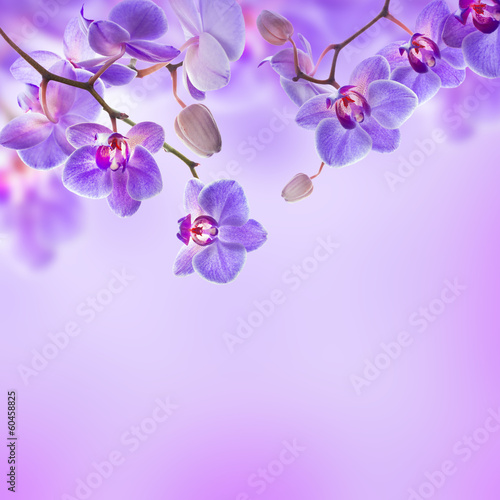 Photo: Floral background of tropical orchids Floral background of tropical orchids