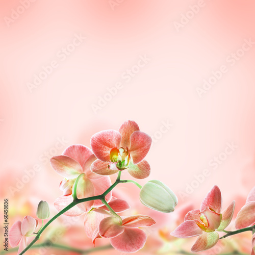 Photo: Floral background of tropical orchids Floral background of tropical orchids