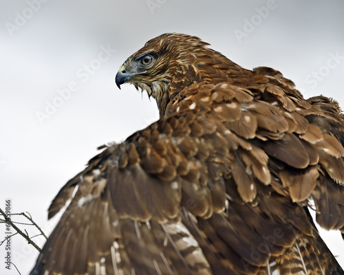 Photo: Buzzard Buzzard