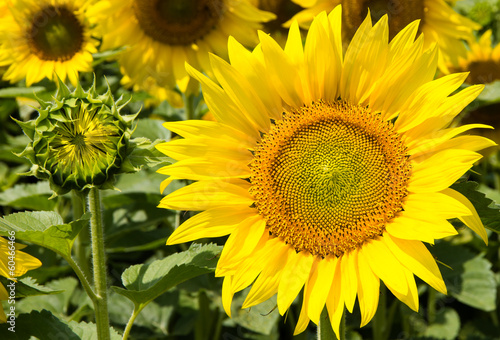 Photo: Girasole Girasole