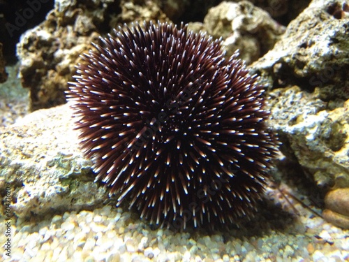 Instant Collection: Seeigel Seeigel