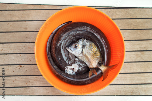 Photo: Fresh fish in bucket Fresh fish in bucket
