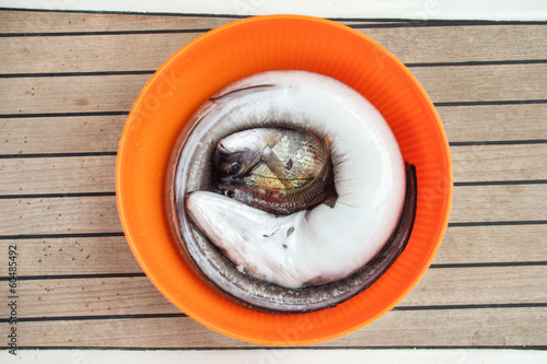 Photo: Fresh fish in bucket Fresh fish in bucket