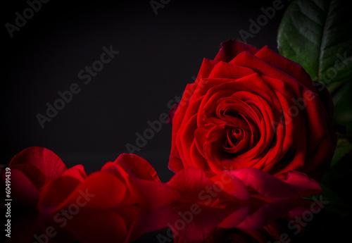 Photo: Natural red roses background Natural red roses background