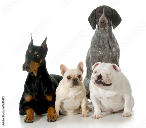 Photo: four different breeds four different breeds