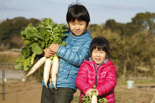 Photo: 野菜を収穫する子供 野菜を収穫する子供