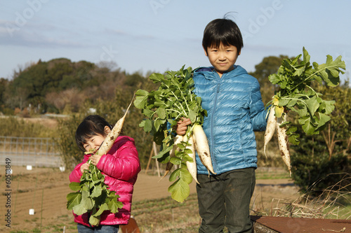 Photo: 野菜を収穫する子供 野菜を収穫する子供