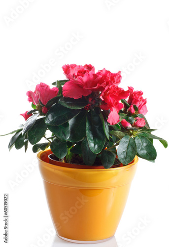 Photo: pianta di azalea fiorita in vaso pianta di azalea fiorita in vaso