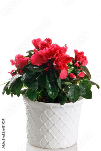 Photo: pianta fiorita di azalea in vaso pianta fiorita di azalea in vaso